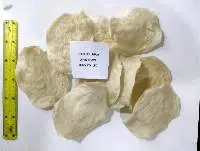 Dried Oval Fish Maw