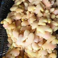 Frozen Ginger