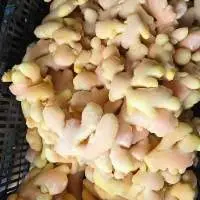 Frozen Ginger