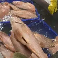 Frozen Tilapia