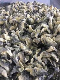 Fried Fish Skin