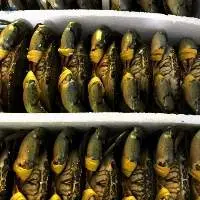 Frozen Ca Mau Crab