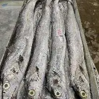 Frozen Ribbonfish