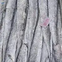 Frozen Ribbonfish
