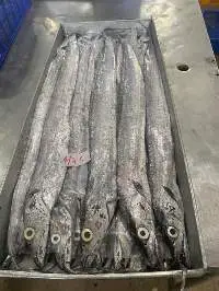 Frozen Ribbon Fish
