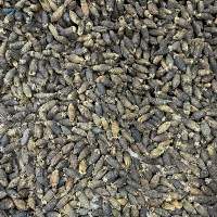 Dried Betel Nuts