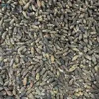 Dried Betel Nuts