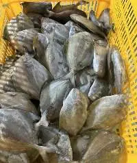 Black Bird Fish