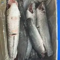 Frozen Snakehead Fish