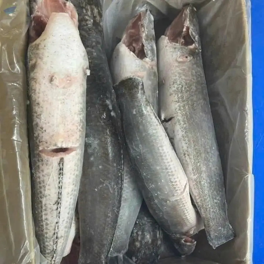 Frozen Snakehead Fish