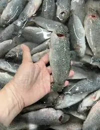 Frozen Tilapia
