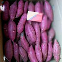 Fresh Sweet Potato