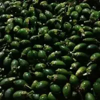 Fresh Betel Nuts