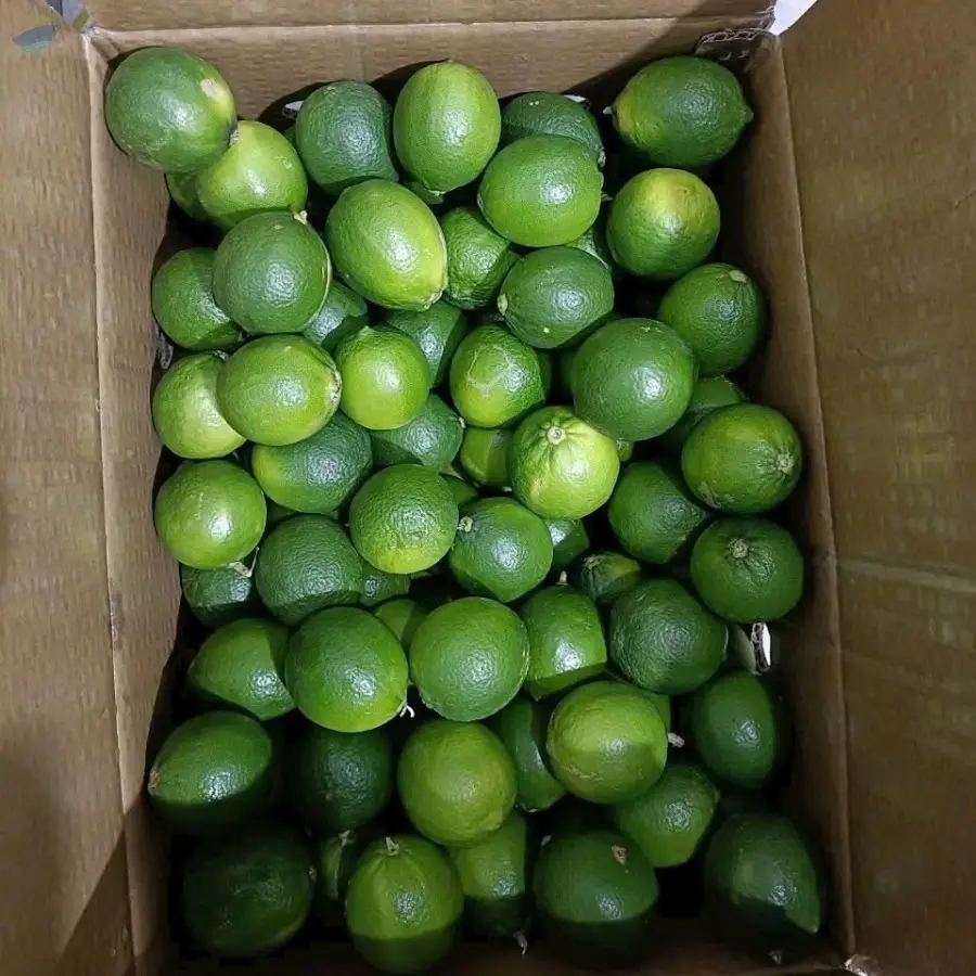 Fresh Lime