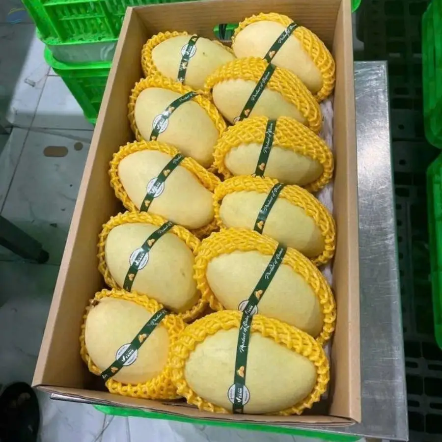 Mango