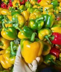 Fresh Bell Pepper