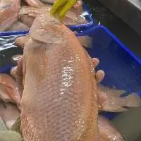 tilapia