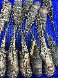 Lobster