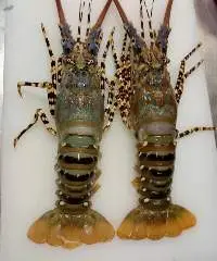 Lobster