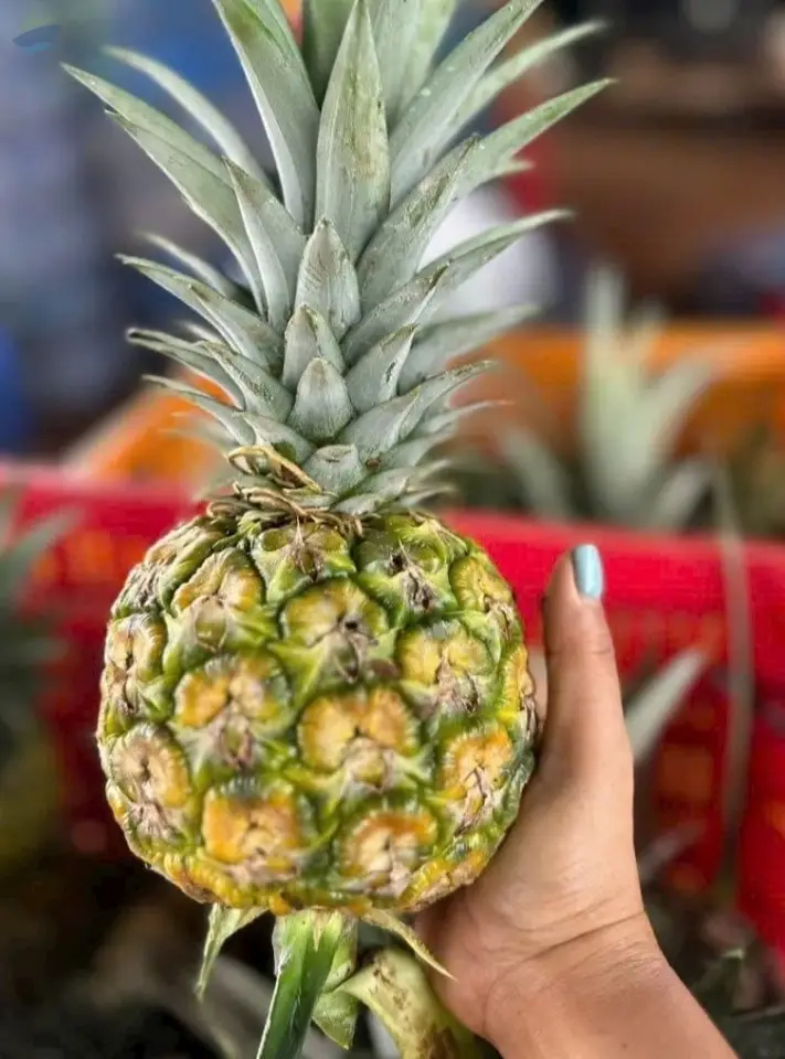 Pineapple