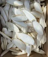 Dried Cuttlefish Bone