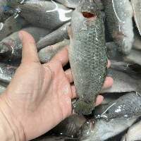 Perch Fish