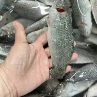 Perch Fish
