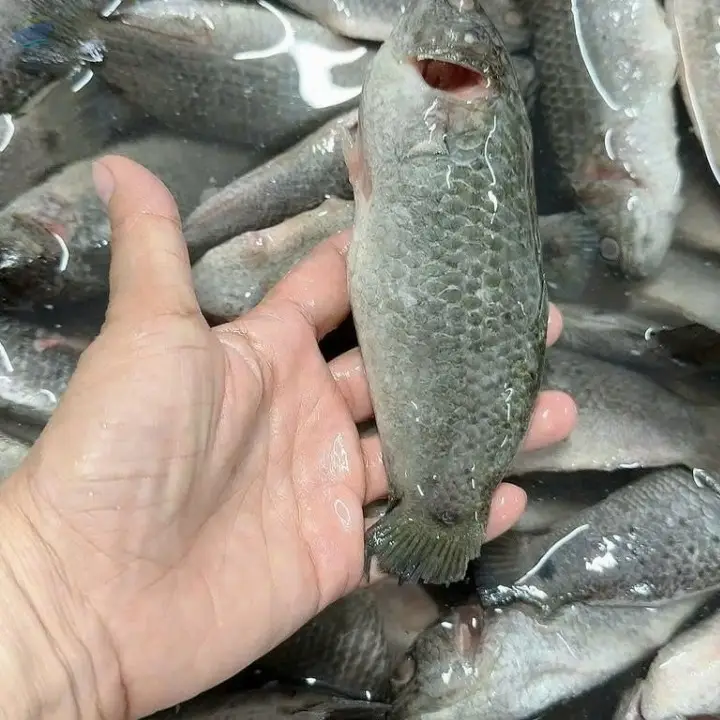 Perch Fish