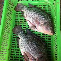 Frozen Tilapia Fish