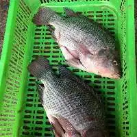 Frozen Tilapia Fish