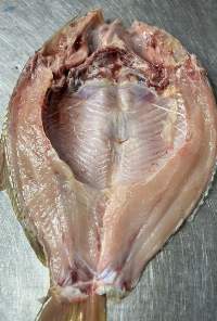 Frozen Rohu Fish