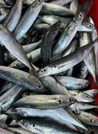 Frozen Layang Scad