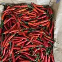 Chilli