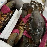 Live Mud Crab