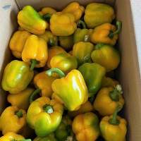 Bell Pepper