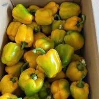 Bell Pepper