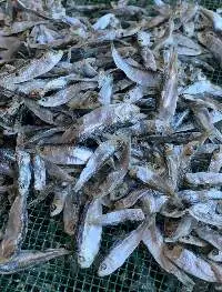 Dried Sardines