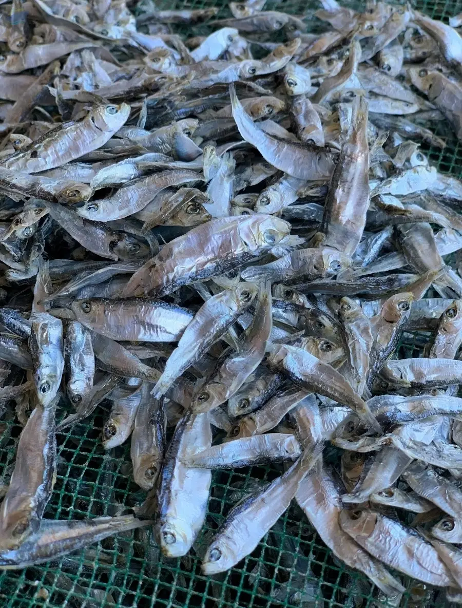 Dried Sardines
