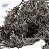 Dried Oak Moss (Evernia prunastri)