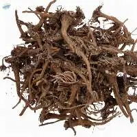 Bertram Root (Anacyclus pyrethrum)