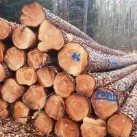 Spruce Logs