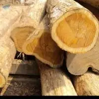 Teak Logs
