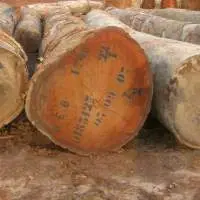Sapeli Wood