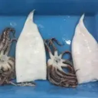 Baby Giant Squid (Dosidicus Gigas)