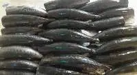 Bullet Tuna (Auxis Thazard)