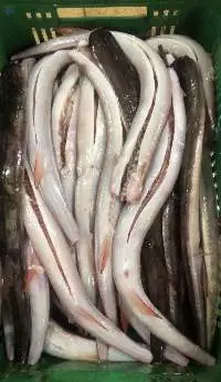 Cornetfish (Fistularia Corneta)
