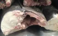 Oil Fish/ Escolar (Lepidocybium Flavobrunneum)