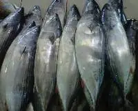 Striped Bonito (Sarda Orientalis)