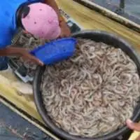 Titi Shrimps From Ecuador