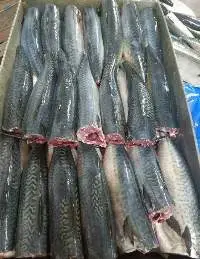 Pacific Mackerel (Scomber Japonicus)